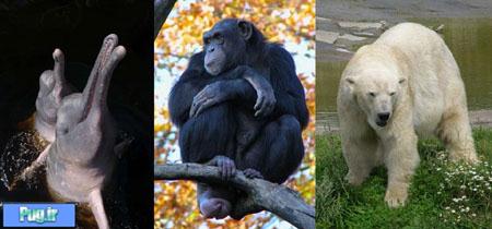 شش گروه اصلی حیوانات