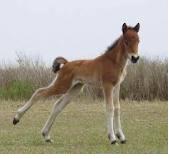  نگهداری از کره اسب تازه به دنیا آمده (Keeping your newborn foal healthy)