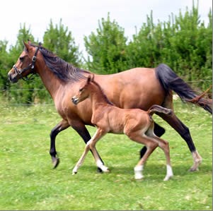  نگهداری از کره اسب تازه به دنیا آمده (Keeping your newborn foal healthy)
