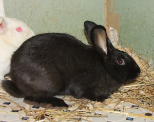 خرگوش نژاد بورن (Beveren)