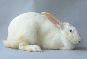 خرگوش بورن سفید