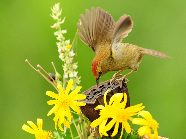  عکس های بسیار زیبا از پرندگان آثار عکاس Sushyue Liao
