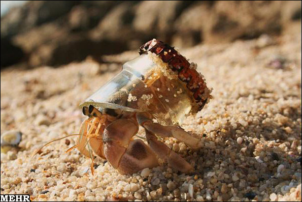 چاپ صدف 3d برای خرچنگهای بی پناه+عکس 