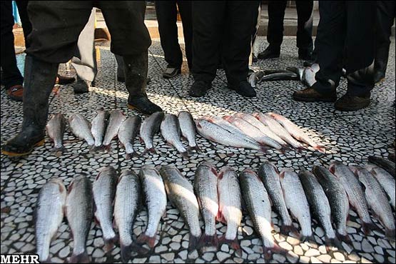 بازار فروش ماهی در ساری