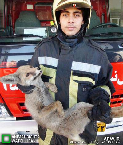  یک قلاده روباه در تهران بدام افتاد