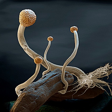 اهمیت قارچها در زندگی انسان