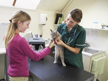 بررسی یک بیماری ناشناخته در گربه ها  
