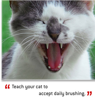 نكاتي مهم درباره دندانهاي شيري گربه ها  