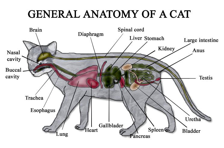 آناتومی گربه 