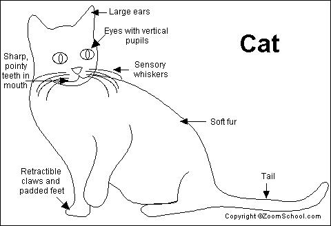 فیزیولوژی گربه