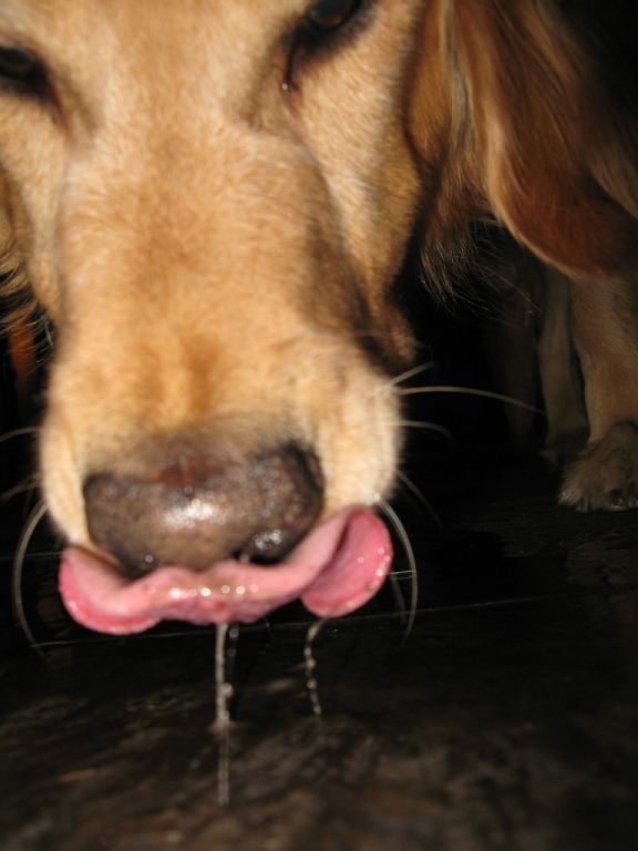 علائم و نشانه های مسمومیت در سگها 