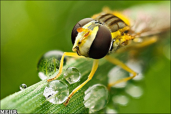 تصاویر پرتره از حشرات غول پیکر/ نمای نزدیک از دنیای جانداران عجیب