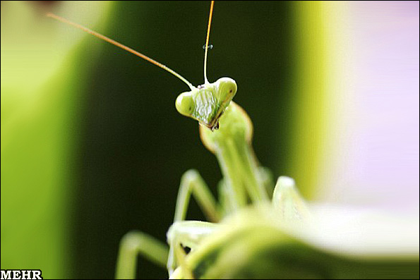 تصاویر پرتره از حشرات غول پیکر/ نمای نزدیک از دنیای جانداران عجیب