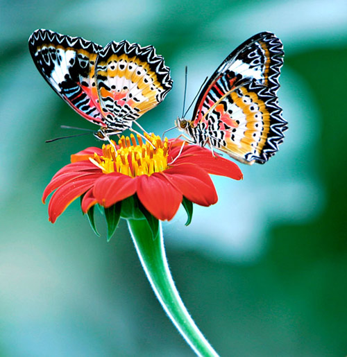 عکس های بسیار زیبا از پروانه های رنگارنگ