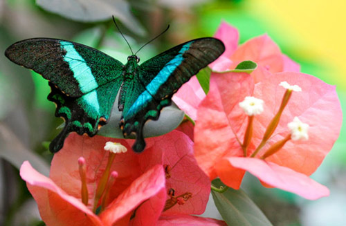 عکس های بسیار زیبا از پروانه های رنگارنگ