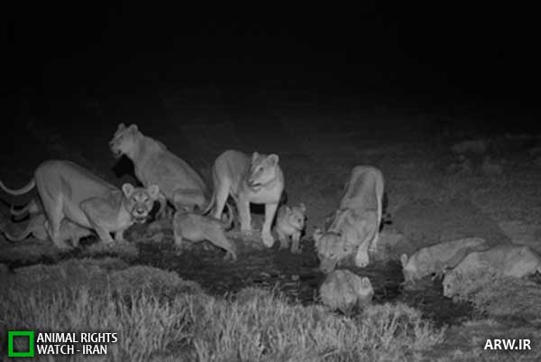 عکاسی از شیرها با دوربین‌های فروسرخ و پرنده / تصویری