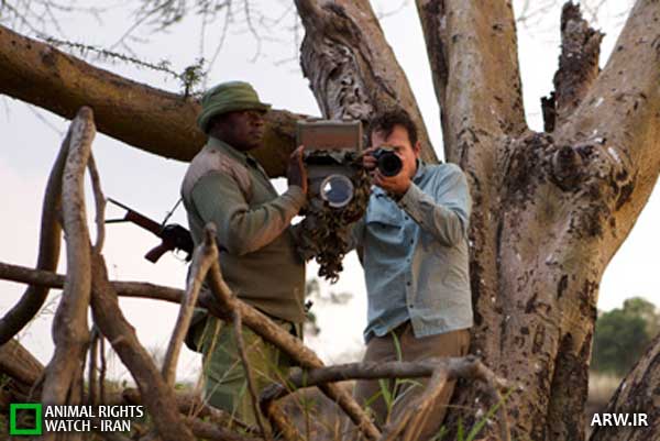 عکاسی از شیرها با دوربین‌های فروسرخ و پرنده / تصویری