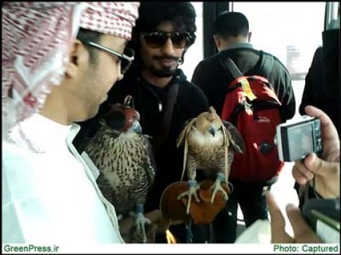 پرندگان شکاری در فرودگاه دوحه قطر/ تصویری