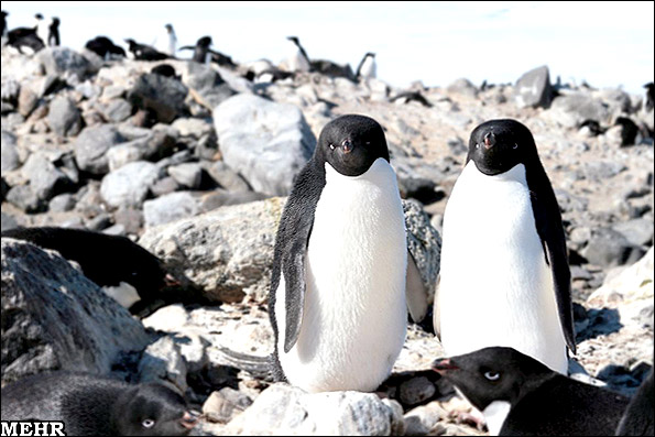 بازدید از قلمرو پنگوئنها/ تصاویری تماشایی از دنیای پرندگان قطبی 