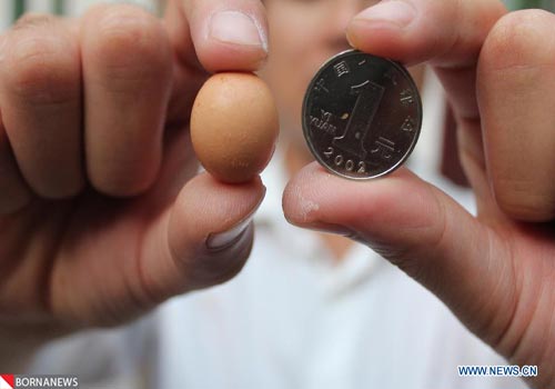 کوچک ترین تخم مرغ جهان را ببینید