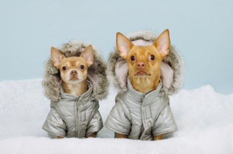محافظت از حیوان خانگی خود در برابر سرما