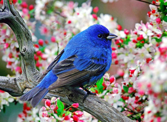 زیباترین پرندگان بهشتی جهان