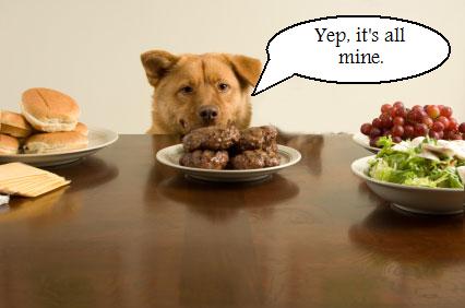 خشونت سگ در هنگام غذا خوردن 