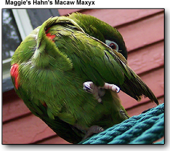 آشنایی با ماکائو با سایز متوسط Mini Macaw 