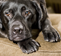 آيا سگ‌ها سرطان را بو مي‌کشند؟ 