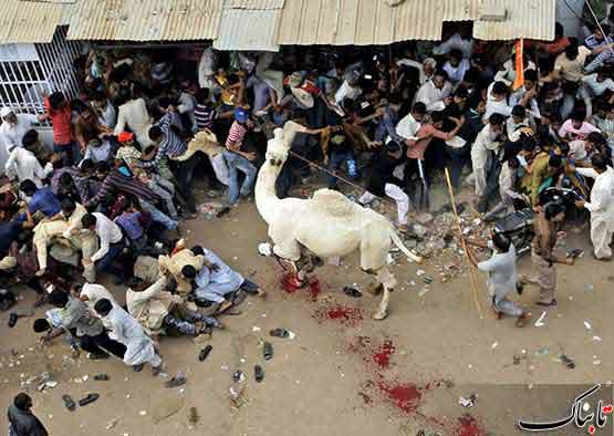  حمله یک شتر زخمی به مردم در جریان مراسم عید قربان در کراچی/ تصویر