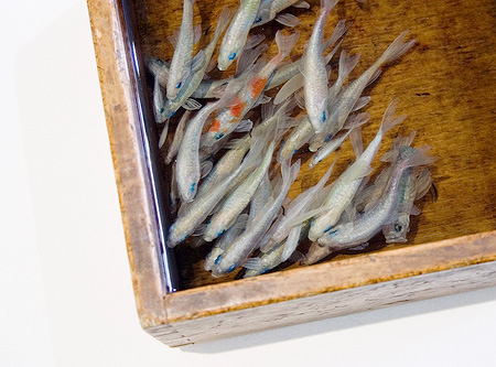 نقاشی سه بعدی,ماهی,Amazing 3D Fish Paintings,apam.ir
