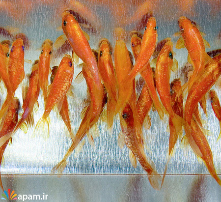 نقاشی سه بعدی,ماهی,Amazing 3D Fish Paintings,apam.ir