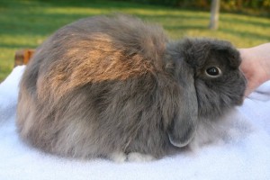 خرگوش فازی لوپ آمریکایی (لوپ پرزدار آمریکایی) (American Fuzzy Lops)