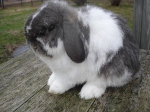 خرگوش فازی لوپ آمریکایی (لوپ پرزدار آمریکایی) (American Fuzzy Lops)