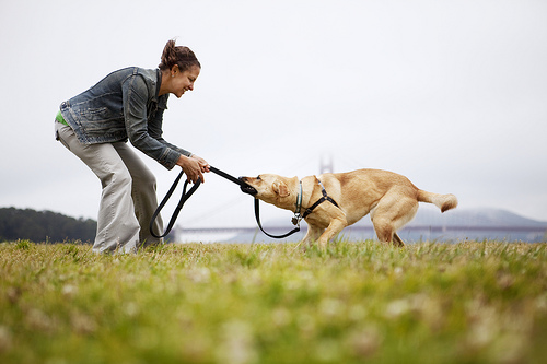 5 فعالیت مناسب برای سگ های پیر