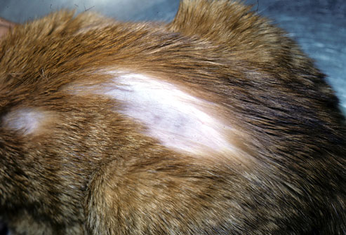 عوامل ریزش مو در گربه 