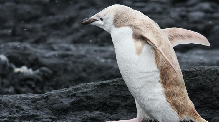 پنگوئن بلوند