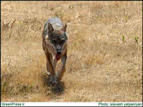 تصاویری زیبا از گرگ های ایران 