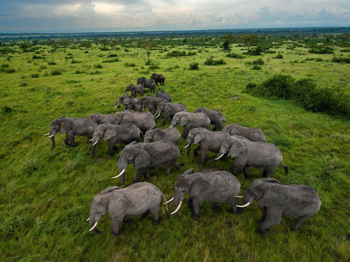 فیل ها چندین مایل در صحراهای ساوانا در پارک ملکه الیزابت اوگاندا پرسه می زنند جایی که تعداد کلشان به 2500 راس می رسد و نسبت به دهه ی 1980 که به شکار غیرقانونی در منطقه اوج گرفته بود، بسیار بیشتر شده اند. بومیان فیل ها را به خاطر عاجشان می کشند و گوشتشان را می خورند به همین دلیل اقداماتی برای حفظ منطقه و جلوگیری از شکار غیرقانونی به وجود آمده که مثمر الثمر بوده اند. 