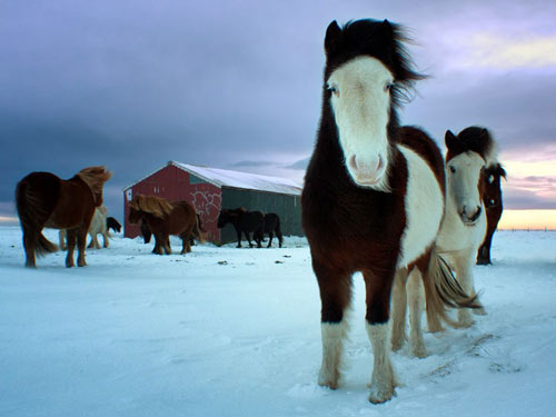 اسب های ایسلند تمام طول سال، حتی در زمستان ها در فضای آزاد به سر می برند. این عکس از دو کره اسب ماده از جنوب ایسنلد در دسامبر 2011 گرفته شده است.