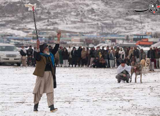 مسابقه سگ ها در حاشیه کابل
