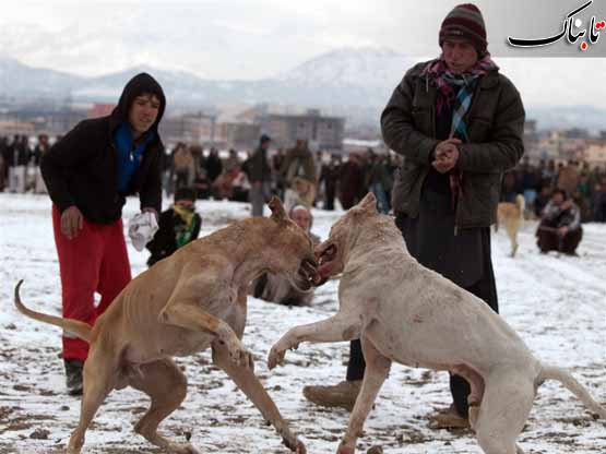 مسابقه سگ ها در حاشیه کابل