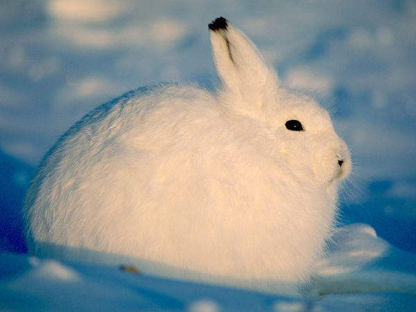 حیوانات زمستانی!/ تصویری