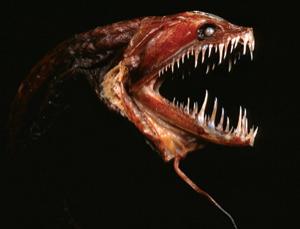 چرا ماهیان شکارچی اعماق اقیانوس دندان‌های نیش ناجور دارند؟