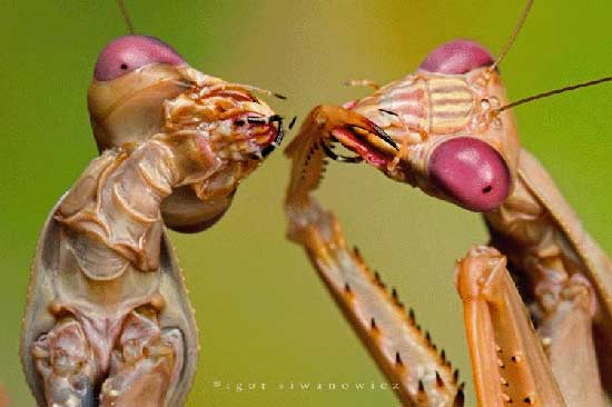 عجیب ترین حشرات دنیا/ گزارش تصویری
