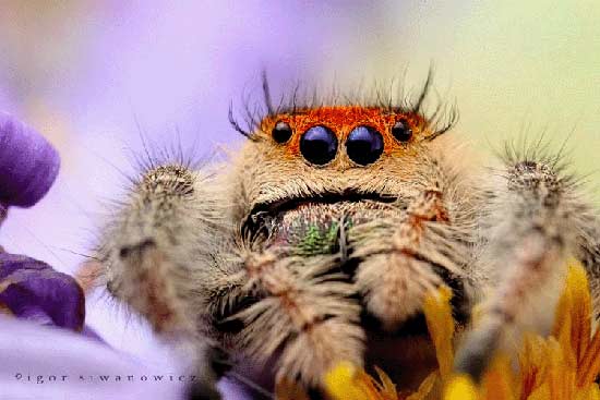 عجیب ترین حشرات دنیا/ گزارش تصویری