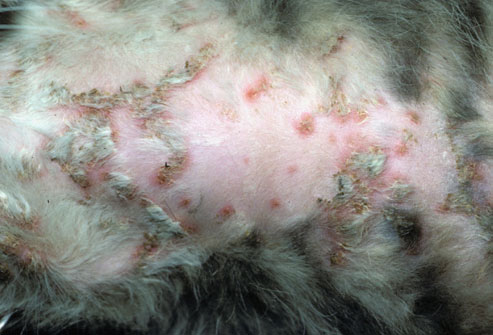 عفونت های شایع پوستی در گربه ها