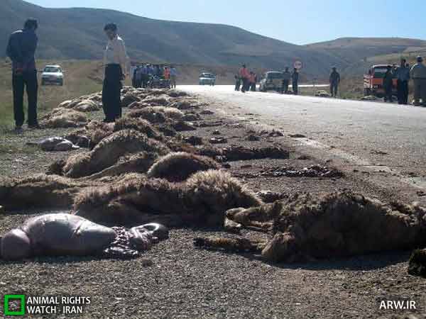 کامیون چینی اینبار 40 گوسفند را کشت