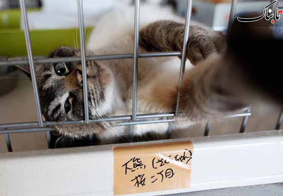 حیوانات رها شده در فوکوشیما