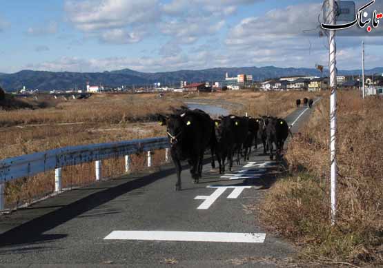 حیوانات رها شده در فوکوشیما